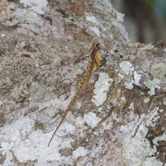 Anolis ortonii