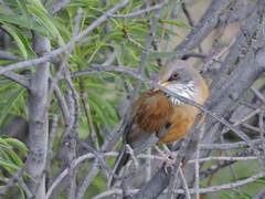 Turdus rufopalliatus