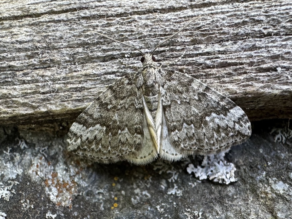 Perizoma parahydrata