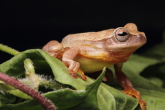 Godman's Treefrog photo 1
