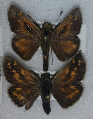 Hesperia comma laurentina