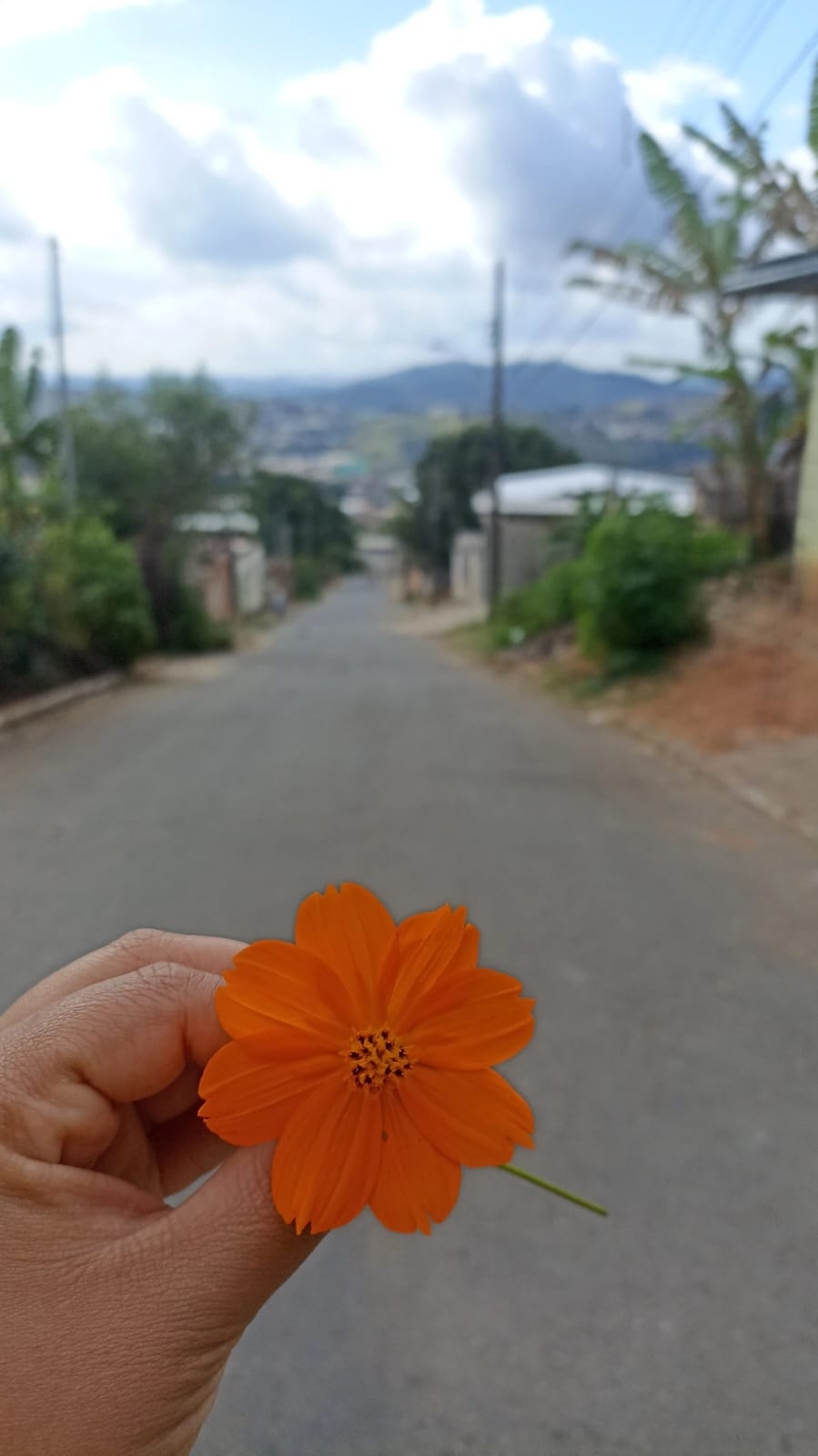 Cosmos sulphureus