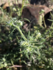 Cryptantha maritima maritima