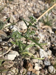 Cryptantha maritima maritima