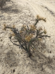 Cylindropuntia molesta