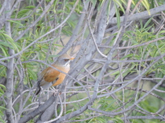 Turdus rufopalliatus