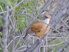 Turdus rufopalliatus