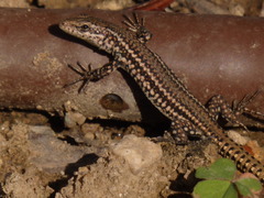 Podarcis virescens