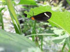 Hyalurga chthonophyle