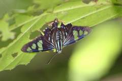 Phocides belus