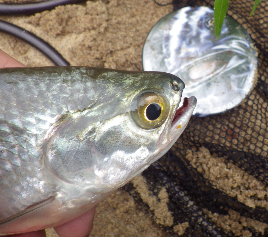 Goldeye