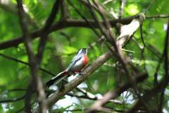 Granatellus venustus