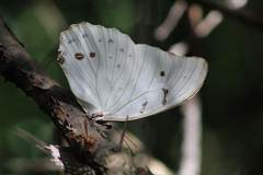 Morpho polyphemus polyphemus