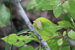 Hemeroplanis scopulepes