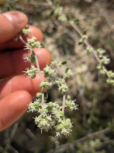 Origanum majorana