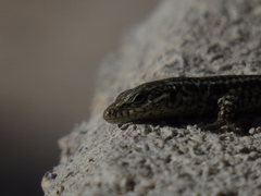 Podarcis virescens