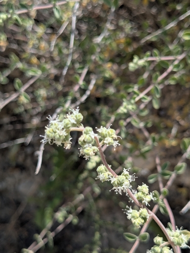 Origanum majorana