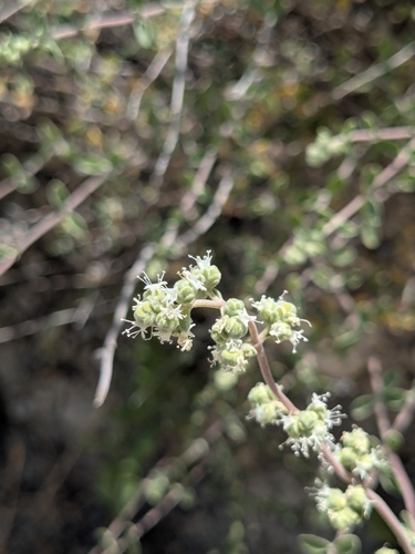 Origanum majorana