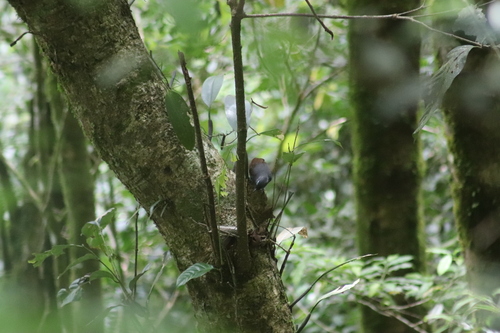 Sunda Laughingthrush (Garrulax palliatus), photo 10