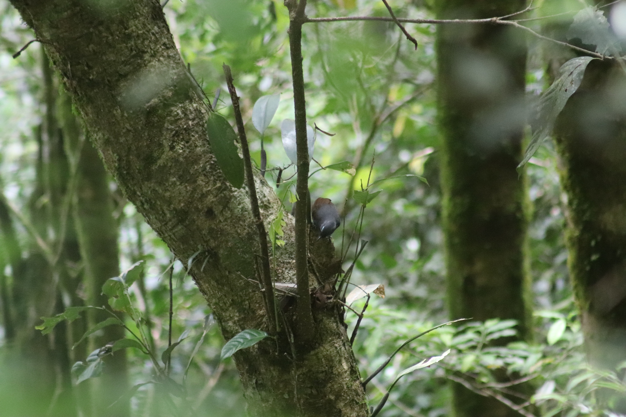 Sunda Laughingthrush (Garrulax palliatus), photo 10