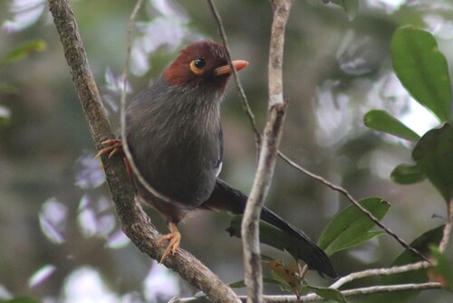 Chestnut-hooded Laughingthrush (Pterorhinus treacheri), photo 8