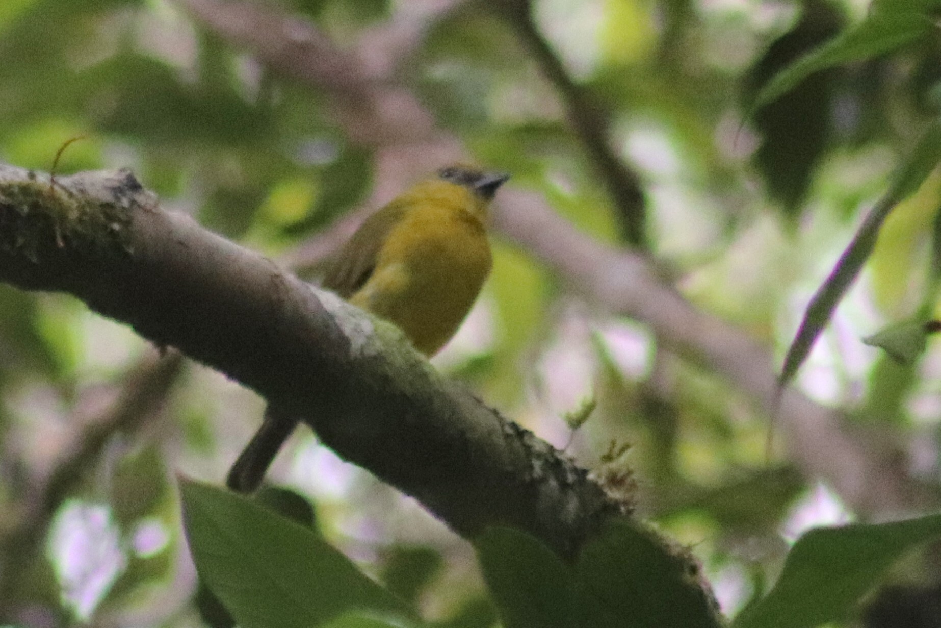 Bornean Whistler (Pachycephala hypoxantha), photo 3