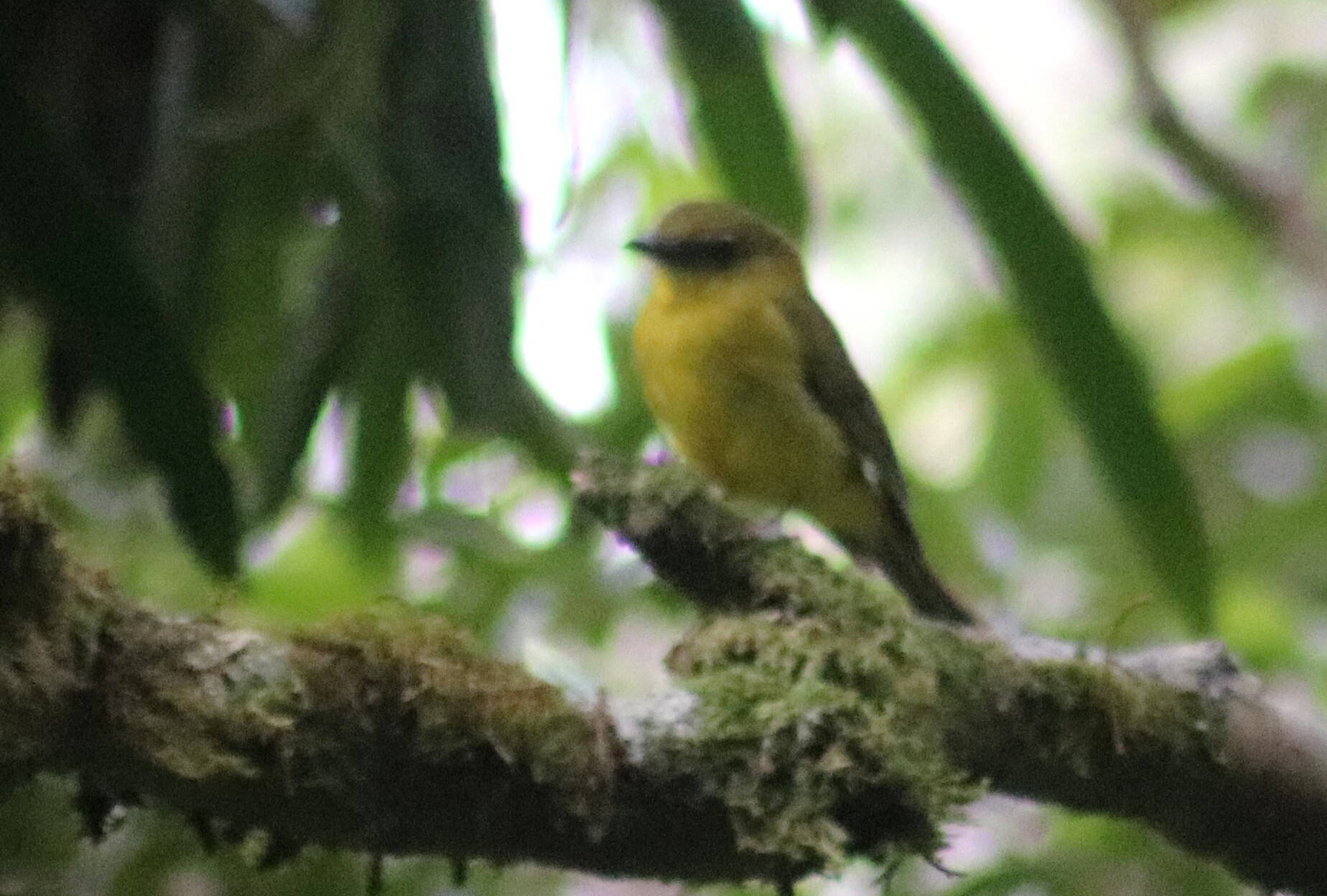 Bornean Whistler (Pachycephala hypoxantha), photo 4