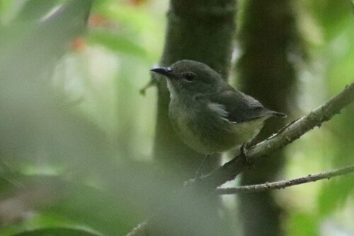 Black-sided Flowerpecker (Dicaeum monticolum), photo 7