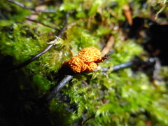 Ophiocordyceps variabilis