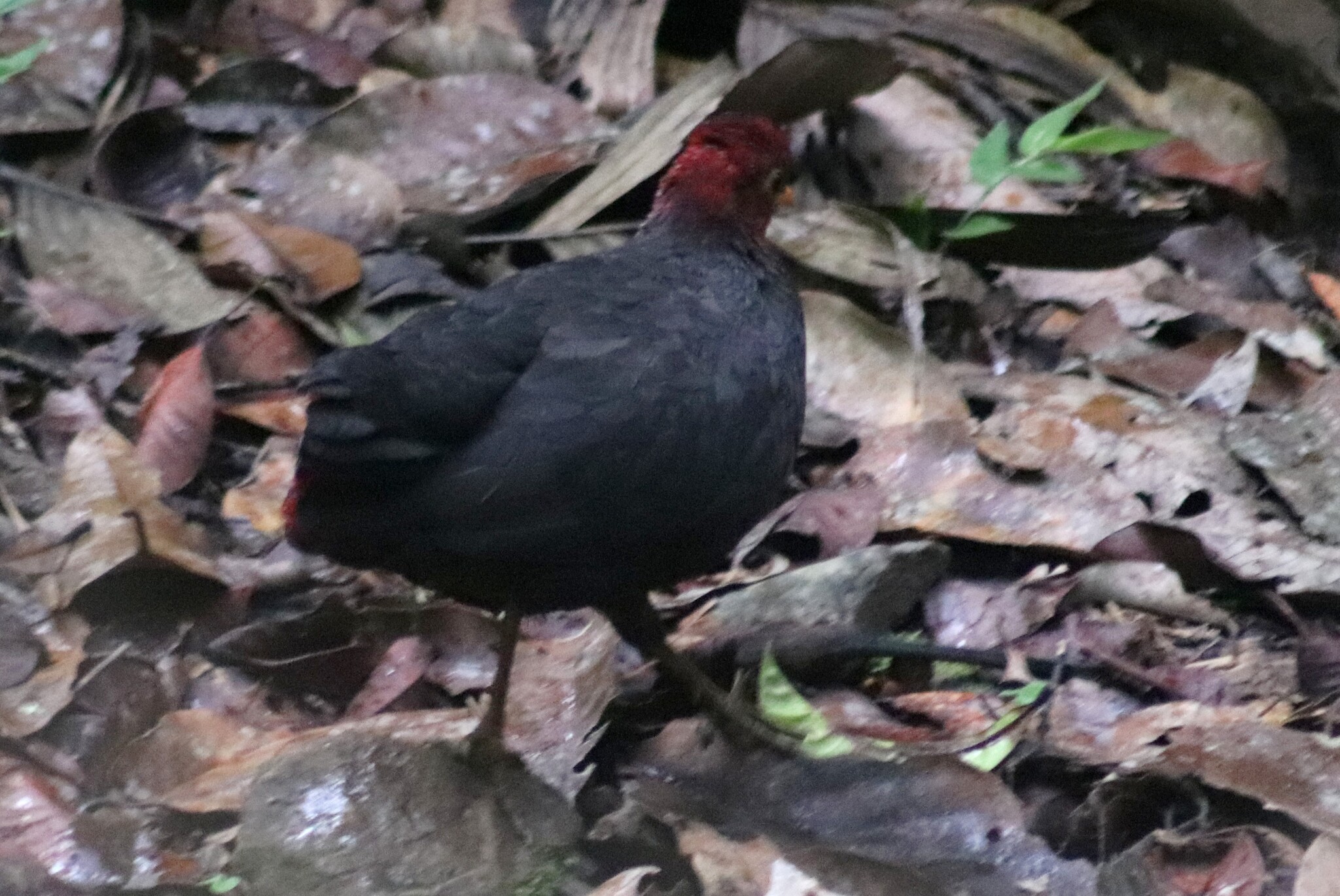 Crimson-headed Partridge (Haematortyx sanguiniceps), photo 4