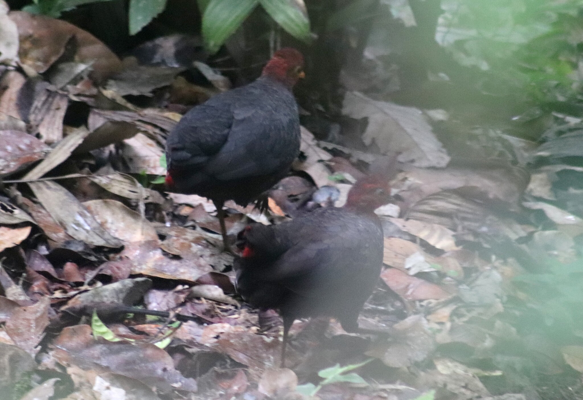 Crimson-headed Partridge (Haematortyx sanguiniceps), photo 5