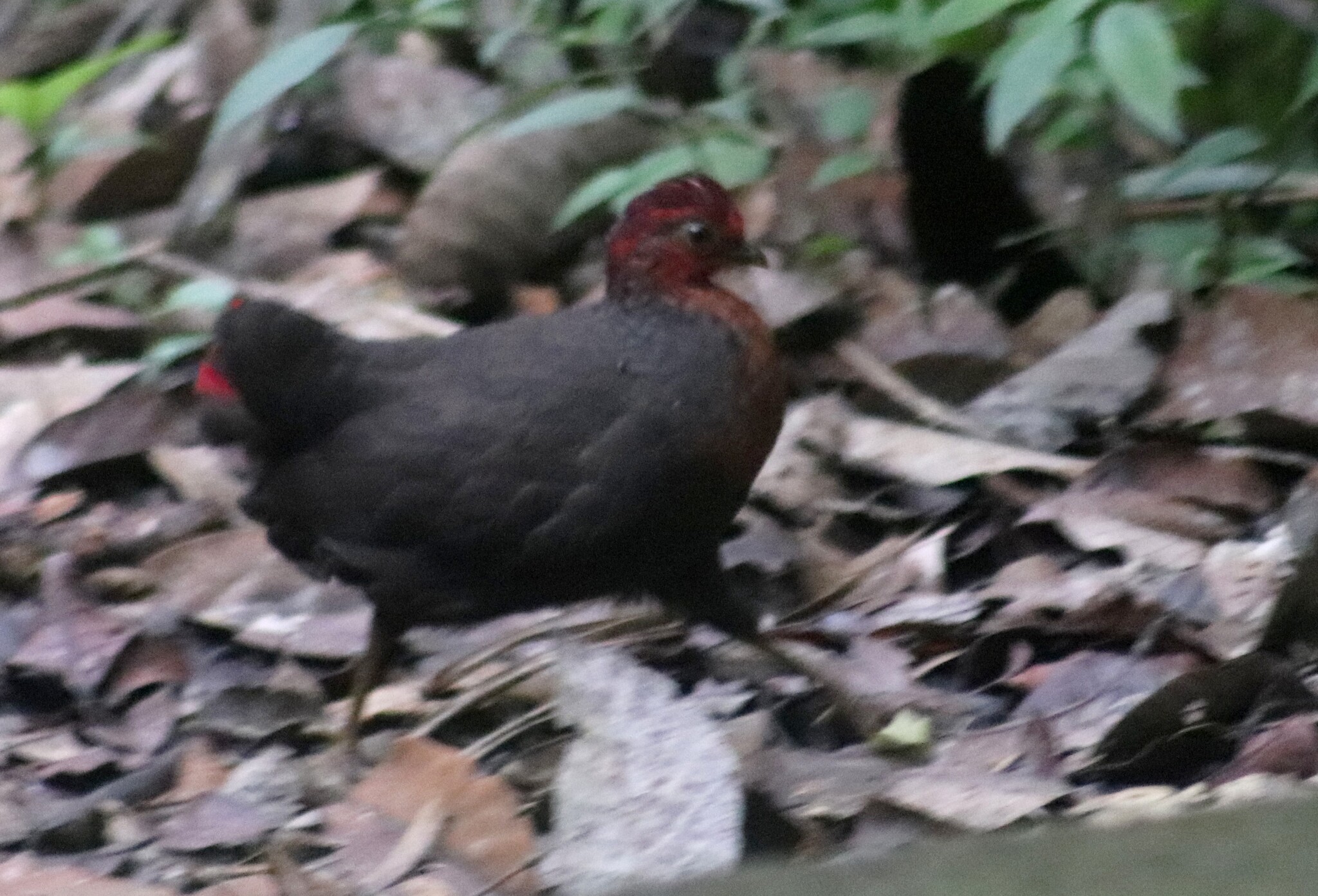Crimson-headed Partridge (Haematortyx sanguiniceps), photo 3