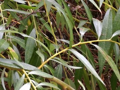 Salix