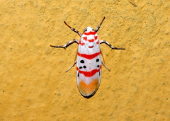 Cyana bellissima