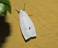 Vamuna remelana