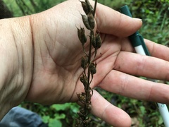 Delphinium exaltatum