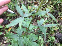 Delphinium exaltatum