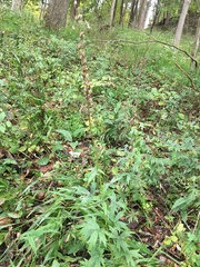 Delphinium exaltatum