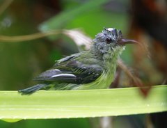 Aethopyga pulcherrima