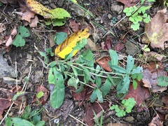 Lithospermum canescens