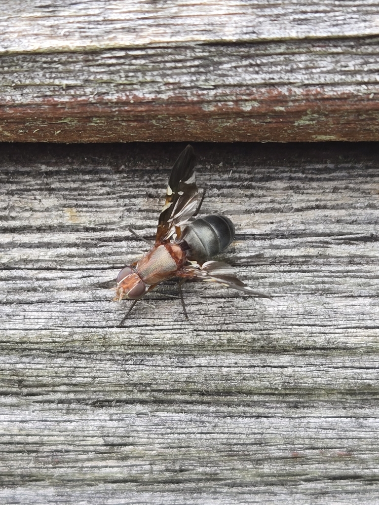 Common Picture-winged Fly from Viola, NY, USA on June 22, 2025 at 02:53 ...