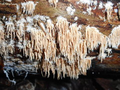 Hydnocristella himantia