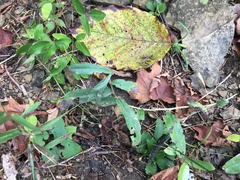 Lithospermum canescens