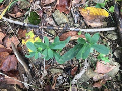 Lithospermum canescens