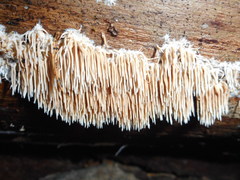 Hydnocristella himantia