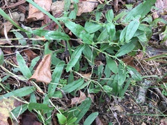 Lithospermum canescens