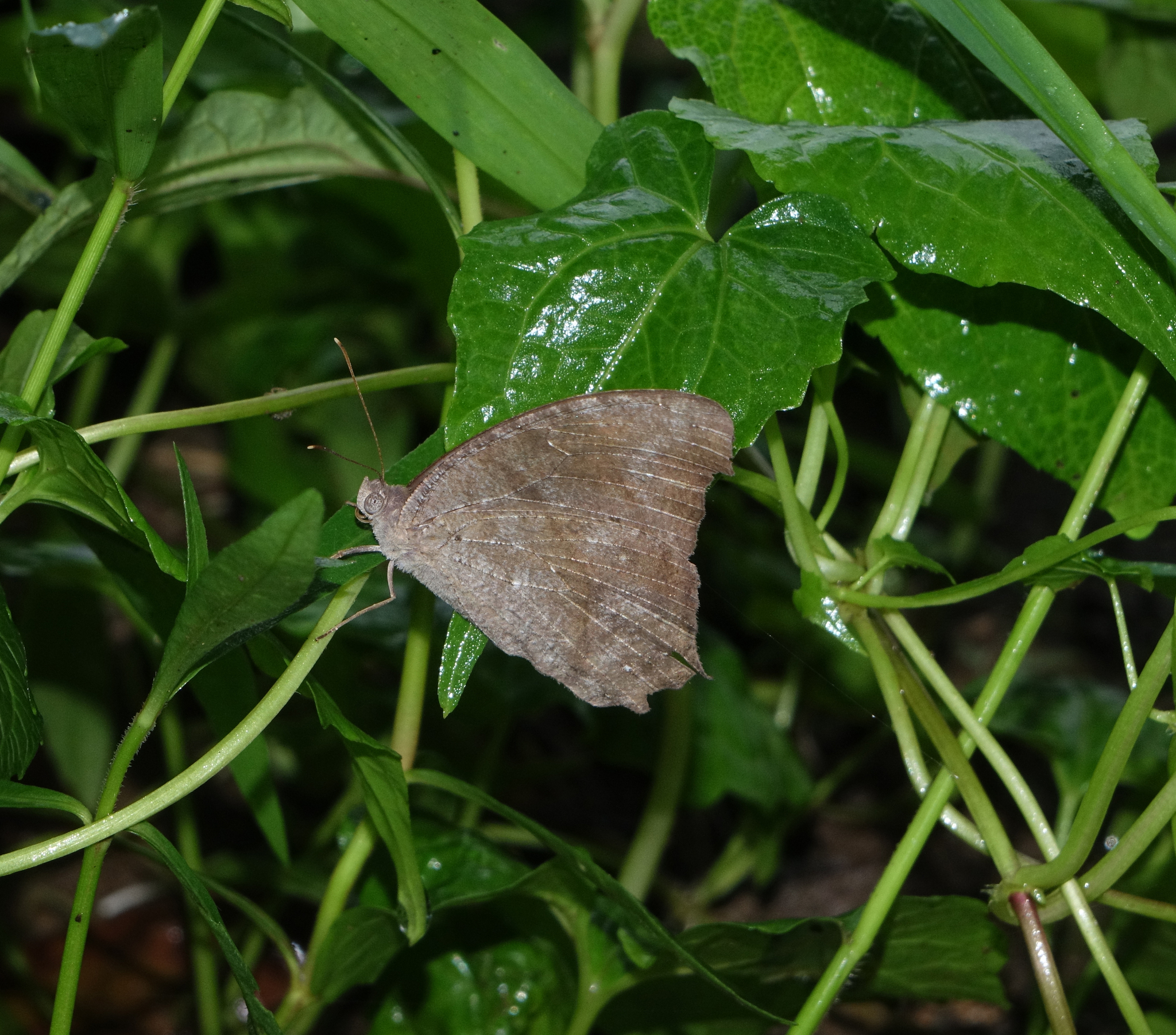 Common Evening Brown