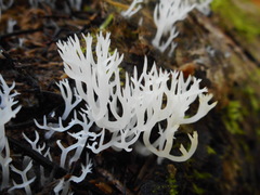 Lentaria epichnoa
