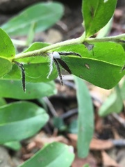 Lithospermum canescens