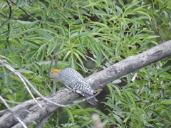 Melanerpes aurifrons